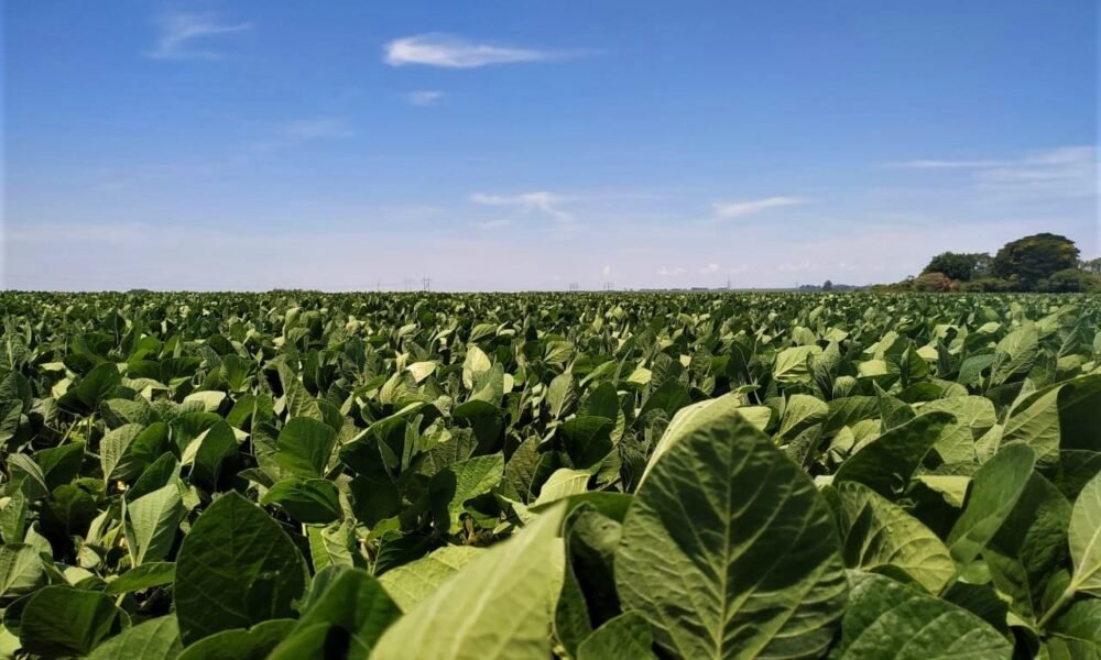 uniao-europeia-pede-adiamento-da-lei-antidesmatamento,-apos-pressao-do-setor-produtivo