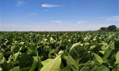 uniao-europeia-pede-adiamento-da-lei-antidesmatamento,-apos-pressao-do-setor-produtivo