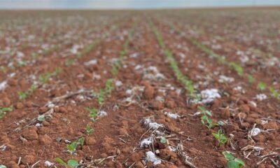 soja-sobe-5%-com-clima-adverso-no-brasil-e-incertezas-globais