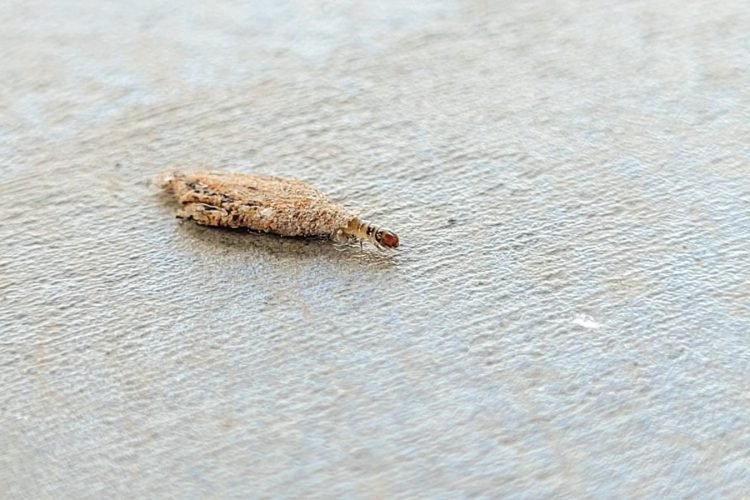 destaque-20260412-021514